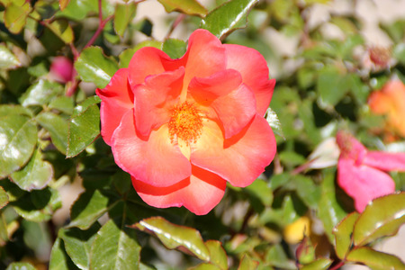Rosa Playboy, semidouble floribunda cultivar with orange-red to yellow flowers with red edges, in clusters, mild fragrance.の写真素材
