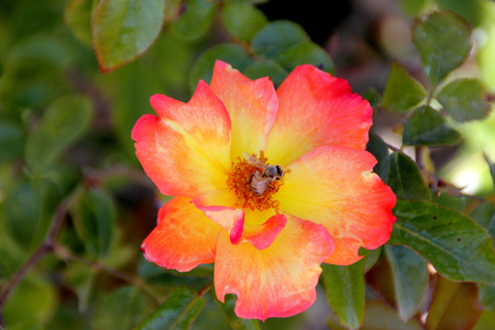 Rosa Playboy, semidouble floribunda cultivar with orange-red to yellow flowers with red edges, in clusters, mild fragrance.の写真素材