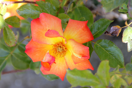 Rosa Playboy, semidouble floribunda cultivar with orange-red to yellow flowers with red edges, in clusters, mild fragrance.の写真素材