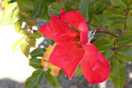 Rosa Playboy, semidouble floribunda cultivar with orange-red to yellow flowers with red edges, in clusters, mild fragrance.の写真素材