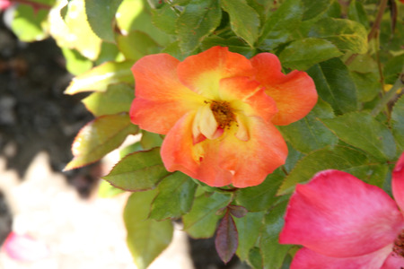 Rosa Playboy, semidouble floribunda cultivar with orange-red to yellow flowers with red edges, in clusters, mild fragrance.の写真素材