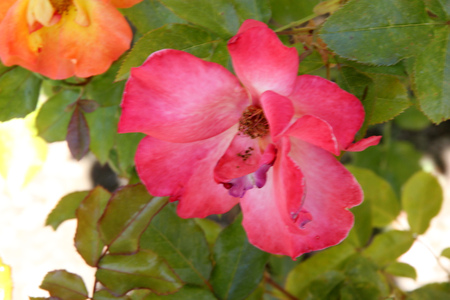 Rosa Playboy, semidouble floribunda cultivar with orange-red to yellow flowers with red edges, in clusters, mild fragrance.の写真素材