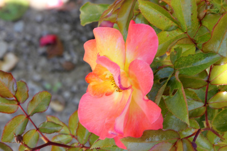 Rosa Playboy, semidouble floribunda cultivar with orange-red to yellow flowers with red edges, in clusters, mild fragrance.の写真素材