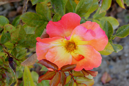 Rosa Playboy, semidouble floribunda cultivar with orange-red to yellow flowers with red edges, in clusters, mild fragrance.の写真素材