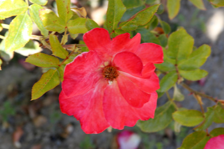 Rosa Playboy, semidouble floribunda cultivar with orange-red to yellow flowers with red edges, in clusters, mild fragrance.の写真素材