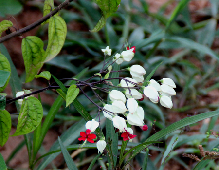 Clerodendrum thomsoniae, Bleeding heart vine, Bleeding Glory Flower, evergreen vine with oblong leaves and two colored flowers with white calyx and red corolla, needs abundant water for roots.の写真素材