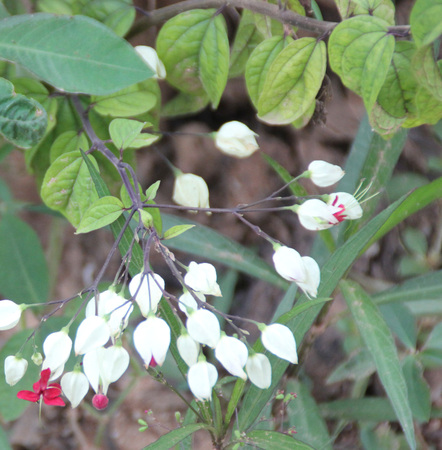Clerodendrum thomsoniae, Bleeding heart vine, Bleeding Glory Flower, evergreen vine with oblong leaves and two colored flowers with white calyx and red corolla, needs abundant water for roots.の写真素材
