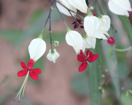 Clerodendrum thomsoniae, Bleeding heart vine, Bleeding Glory Flower, evergreen vine with oblong leaves and two colored flowers with white calyx and red corolla, needs abundant water for roots.の写真素材