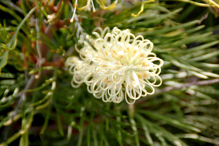 Grevillea Moonlight, shrub with fern like leaves and creamy white flowers in up to 25 cm long racemes, flowering most of the year.の写真素材