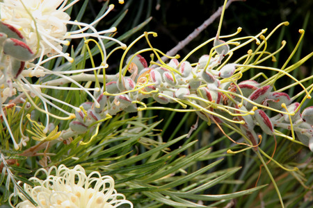Grevillea Moonlight, shrub with fern like leaves and creamy white flowers in up to 25 cm long racemes, flowering most of the year.の写真素材