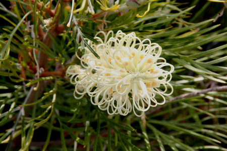 Grevillea Moonlight, shrub with fern like leaves and creamy white flowers in up to 25 cm long racemes, flowering most of the year.の写真素材