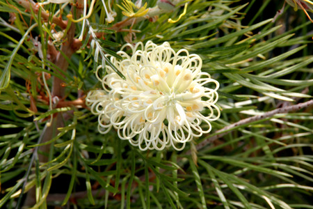 Grevillea Moonlight, shrub with fern like leaves and creamy white flowers in up to 25 cm long racemes, flowering most of the year.の写真素材