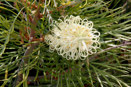Grevillea Moonlight, shrub with fern like leaves and creamy white flowers in up to 25 cm long racemes, flowering most of the year.の写真素材