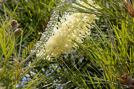 Grevillea Moonlight, shrub with fern like leaves and creamy white flowers in up to 25 cm long racemes, flowering most of the year.の写真素材
