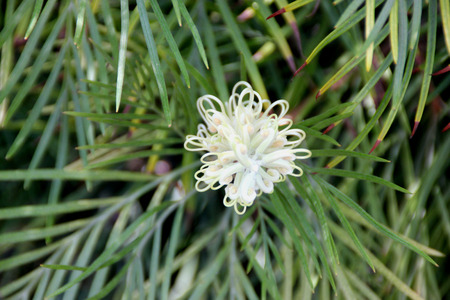 Grevillea Moonlight, shrub with fern like leaves and creamy white flowers in up to 25 cm long racemes, flowering most of the year.の写真素材
