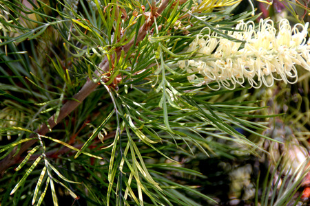 Grevillea Moonlight, shrub with fern like leaves and creamy white flowers in up to 25 cm long racemes, flowering most of the year.の写真素材