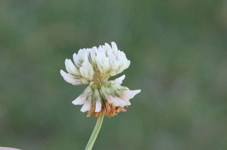 Trifolium repens, White clover, perennial creeping herb with trifoliate compound leaves and white flowers in terminal globose heads on long peduncle.の写真素材