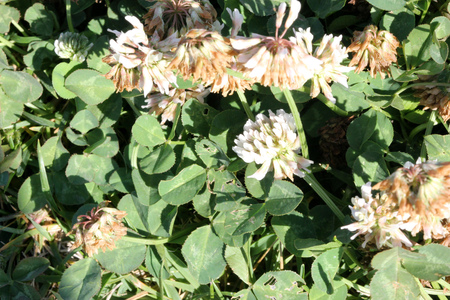 Trifolium repens, White clover, perennial creeping herb with trifoliate compound leaves and white flowers in terminal globose heads on long peduncle.の写真素材