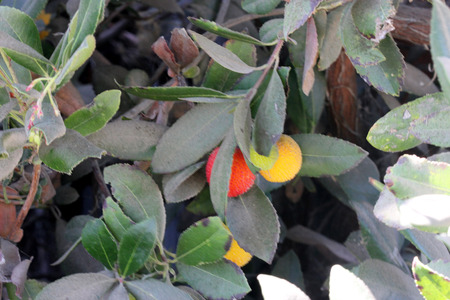 Arbutus unedo, Strawberry tree, small evergreen tree with green serrated leaves, bell shaped flowers in hanging clusters and strawberry like fruits.ripening from yellow to orange to finally red.の写真素材
