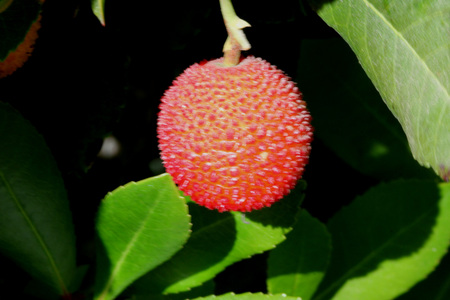 Arbutus unedo, Strawberry tree, small evergreen tree with green serrated leaves, bell shaped flowers in hanging clusters and strawberry like fruits.ripening from yellow to orange to finally red.の写真素材