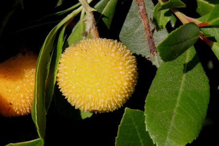 Arbutus unedo, Strawberry tree, small evergreen tree with green serrated leaves, bell shaped flowers in hanging clusters and strawberry like fruits.ripening from yellow to orange to finally red.の写真素材