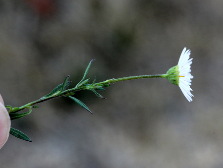 Erigeron karvinskianus, Mexican fleabane, Santa Barbara daisy, spreading perennial with linear leaves and about 1 cm across white to pink flower heads, with yellow discの写真素材