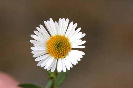Erigeron karvinskianus, Mexican fleabane, Santa Barbara daisy, spreading perennial with linear leaves and about 1 cm across white to pink flower heads, with yellow discの写真素材