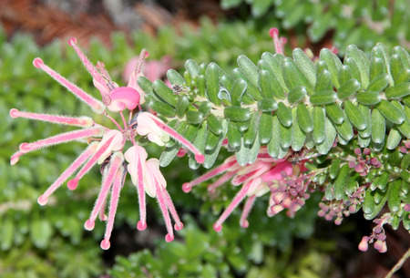 Grevillea lanigera, Woolly Grevillea, prostrate to erect shrub native of Australia, often cultivated as ground cover, with woolly stems and small green leaves, producing light red flowers,の写真素材