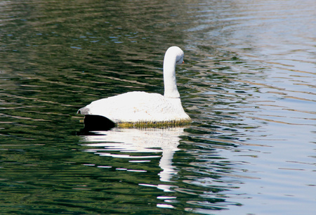 Mute Swan, Cygnus olor, native of Europe introduced in America and elsewhere, large white swan with orange beak bordered with black, less vocal than other swans.の写真素材