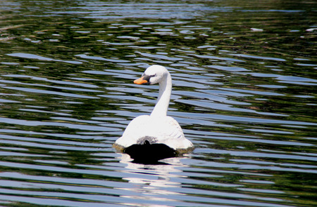 Mute Swan, Cygnus olor, native of Europe introduced in America and elsewhere, large white swan with orange beak bordered with black, less vocal than other swans.の写真素材