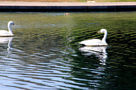 Mute Swan, Cygnus olor, native of Europe introduced in America and elsewhere, large white swan with orange beak bordered with black, less vocal than other swans.の写真素材