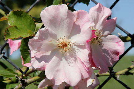 Rosa Sparrieshoop, a bushy climbing rose with large single light pink flowers with 4 to 8 petals, blooms in flushes most of the year.の写真素材