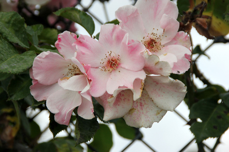 Rosa Sparrieshoop, a bushy climbing rose with large single light pink flowers with 4 to 8 petals, blooms in flushes most of the year.の写真素材