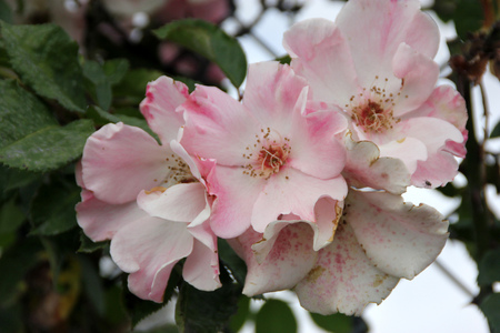Rosa Sparrieshoop, a bushy climbing rose with large single light pink flowers with 4 to 8 petals, blooms in flushes most of the year.の写真素材