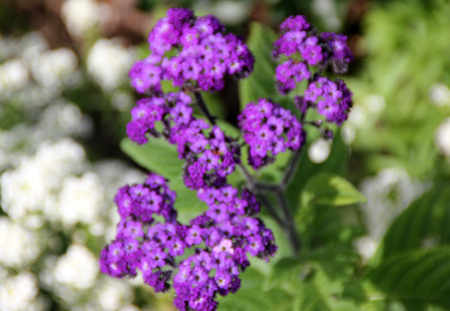 Heliotropium arborescens, Garden heliotrope, garden ornamental shrubby in appearance with broad green leaves and purple flowers in terminal showy clustersの写真素材