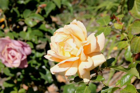Rosa Top Notch, Hybrid Tea Rose cultivar with thorny stems, clustered highly fragrant double flowers of apricot color and its blend, blooming on new wood.の写真素材
