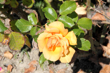 Rosa Top Notch, Hybrid Tea Rose cultivar with thorny stems, clustered highly fragrant double flowers of apricot color and its blend, blooming on new wood.の写真素材