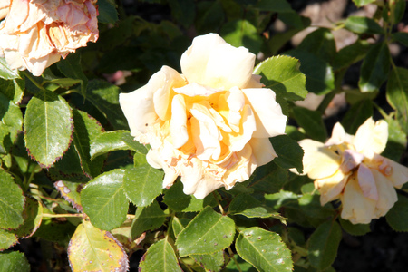 Rosa Top Notch, Hybrid Tea Rose cultivar with thorny stems, clustered highly fragrant double flowers of apricot color and its blend, blooming on new wood.の写真素材