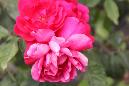 Rosa Demokracie, Blaze Improved, climbing rose with dark green foliage and large red fragrant double flowers in clusters.の写真素材