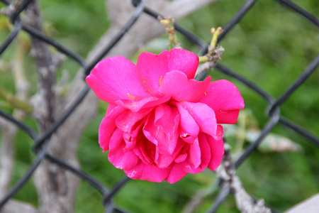 Rosa Demokracie, Blaze Improved, climbing rose with dark green foliage and large red fragrant double flowers in clusters.の写真素材
