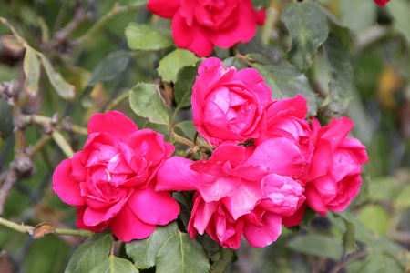 Rosa Demokracie, Blaze Improved, climbing rose with dark green foliage and large red fragrant double flowers in clusters.の写真素材