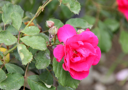 Rosa Demokracie, Blaze Improved, climbing rose with dark green foliage and large red fragrant double flowers in clusters.の写真素材