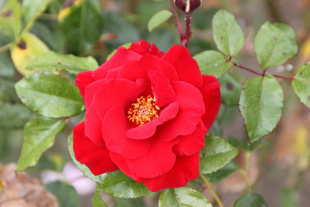 Rosa Crimson Bouquet, a Grandiflora bush rose with clusters of bright crimson red flowers well above the foliage.の写真素材