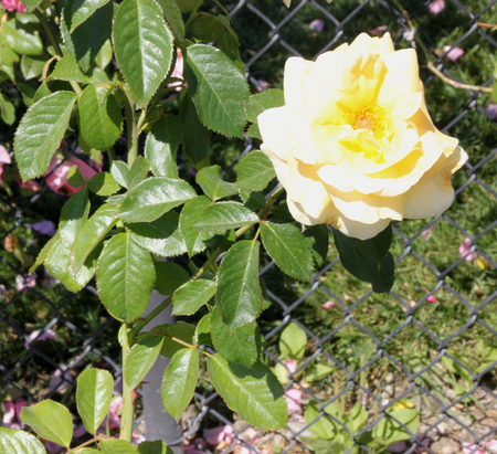 Rosa Sunshine Daydream, a grandiflora rose with glossy foliage and light yellow flowers in large clusters, flowering most of the year, highly disease resistantの写真素材