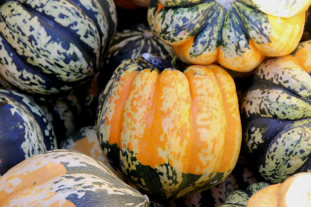 Carnival Squash, Cucurbita pepo, popular cultivar with top shaped deeply furrowed fruits with variegated patterns, spots and stripes of green and orange, cooked, baked or even decorated.の写真素材