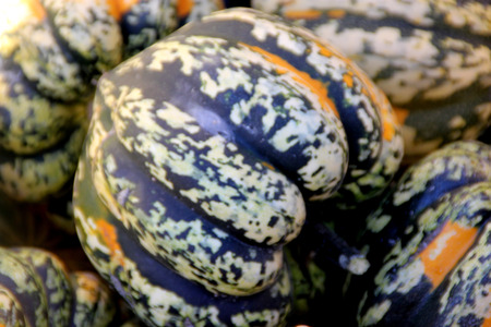 Carnival Squash, Cucurbita pepo, popular cultivar with top shaped deeply furrowed fruits with variegated patterns, spots and stripes of green and orange, cooked, baked or even decorated.の写真素材