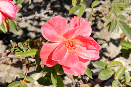 Rosa Spanish Sunset, Floribunda rose with bushy habit and orange semidouble fragrant flowers with yellow center, blooming most of the year.の写真素材
