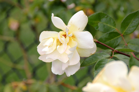 Rosa 'Golden Showers', large climber with dark stems and glossy foliage, loosely double fragrant golden yellow flowers becoming paler with age.の写真素材
