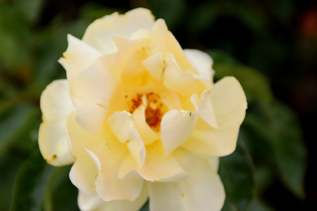 Rosa 'Golden Showers', large climber with dark stems and glossy foliage, loosely double fragrant golden yellow flowers becoming paler with age.の写真素材