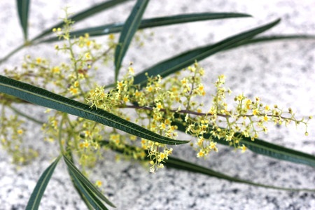 Searsia lancea, Karee tree, African sumac, Willow rhus, small evergreen tree with trifoliate leaves with linear leaflets, very small yellow flowers in panicles.の写真素材